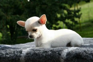 Chihuahua als welpe